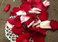 Romantiske rosenblade..